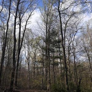 Photo #2 of PADUA, SPERRYVILLE, VA 14.3 acres