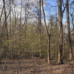 Photo #4 of PADUA, SPERRYVILLE, VA 14.3 acres