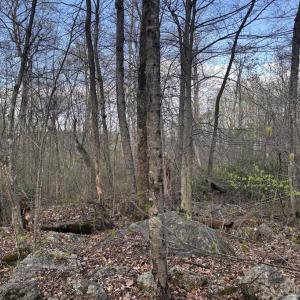 Photo #7 of PADUA, SPERRYVILLE, VA 14.3 acres