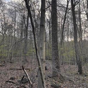 Photo #8 of PADUA, SPERRYVILLE, VA 14.3 acres