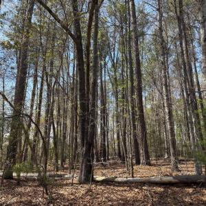 Photo #1 of WINDWOOD COVES BLVD, MINERAL, VA 0.9 acres