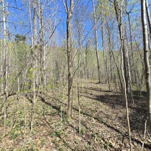 Photo #6 of S FT VALLEY RD, MADISON, VA 10.3 acres