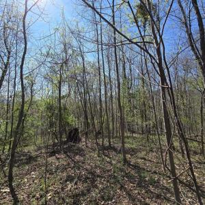 Photo #13 of S FT VALLEY RD, MADISON, VA 10.3 acres