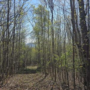 Photo #2 of S FT VALLEY RD, MADISON, VA 10.0 acres