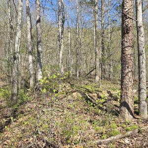 Photo #4 of S FT VALLEY RD, MADISON, VA 10.0 acres