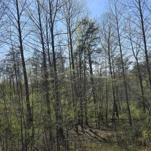 Photo #6 of S FT VALLEY RD, MADISON, VA 10.0 acres