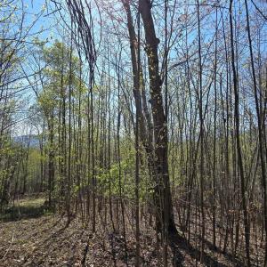 Photo #7 of S FT VALLEY RD, MADISON, VA 10.0 acres