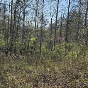 Photo #9 of S FT VALLEY RD, MADISON, VA 10.0 acres