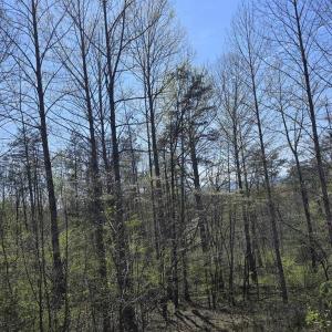 Photo #10 of S FT VALLEY RD, MADISON, VA 10.0 acres