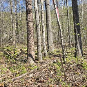 Photo #11 of S FT VALLEY RD, MADISON, VA 10.0 acres