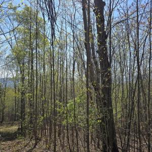 Photo #12 of S FT VALLEY RD, MADISON, VA 10.0 acres