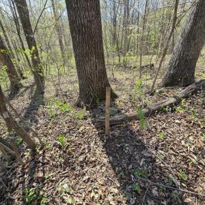 Photo #14 of S FT VALLEY RD, MADISON, VA 10.0 acres