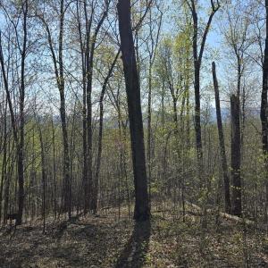 Photo #3 of S FT VALLEY RD, MADISON, VA 10.0 acres