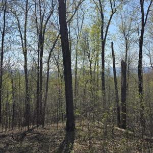 Photo #16 of S FT VALLEY RD, MADISON, VA 10.0 acres