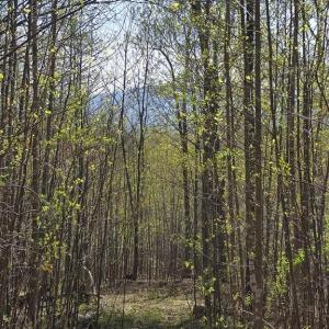 Photo #17 of S FT VALLEY RD, MADISON, VA 10.0 acres