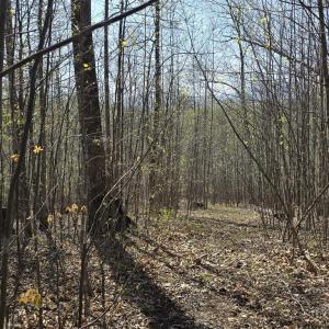 Photo #18 of S FT VALLEY RD, MADISON, VA 10.0 acres