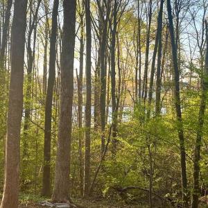 Photo #7 of 6302 BELMONT RD, MINERAL, VA 1.4 acres