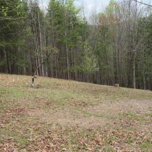 Cleared area