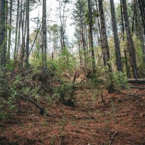 Photo #19 of RIDGEVIEW DRIVE, RUCKERSVILLE, VA 2.4 acres