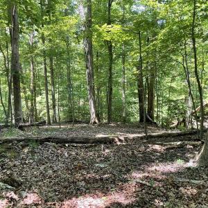 Cedar Bluff