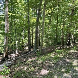 Cedar Bluff 2