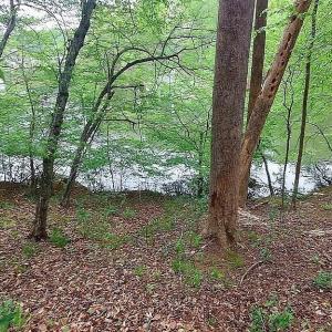 Wooded Lot