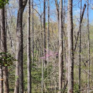 Photo #10 of BENT CREEK LN, BUMPASS, VA 28.0 acres