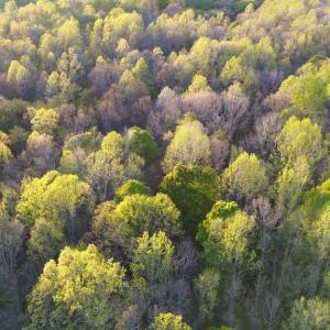 Photo #14 of BENT CREEK LN, BUMPASS, VA 28.0 acres