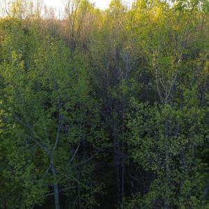 Photo #12 of BENT CREEK LN, BUMPASS, VA 28.0 acres