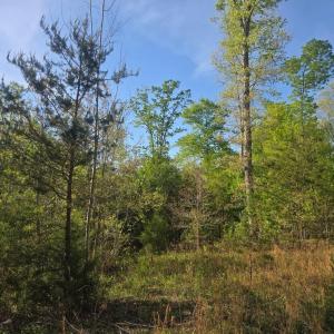 Photo #3 of FIREHOUSE DR, LOUISA, VA 17.3 acres