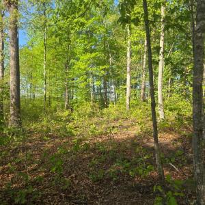Photo #3 of FIREHOUSE DR, LOUISA, VA 17.3 acres