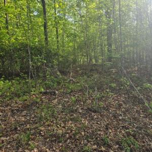 Photo #4 of FIREHOUSE DR, LOUISA, VA 17.3 acres
