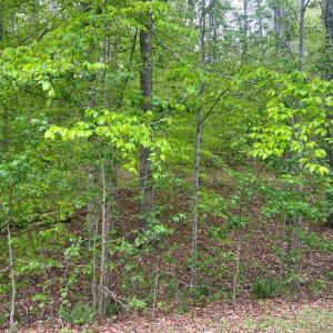 Photo #2 of FISHER DRIVE, MINERAL, VA 2.4 acres