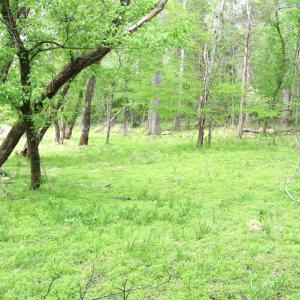 Photo #11 of HAZEL RIVER RD, RIXEYVILLE, VA 31.9 acres