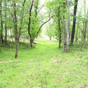 Photo #14 of HAZEL RIVER RD, RIXEYVILLE, VA 31.9 acres
