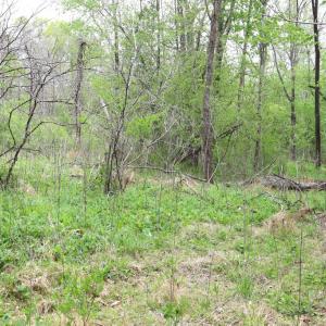 Photo #16 of HAZEL RIVER RD, RIXEYVILLE, VA 31.9 acres