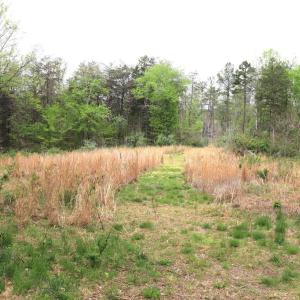 Photo #22 of HAZEL RIVER RD, RIXEYVILLE, VA 31.9 acres