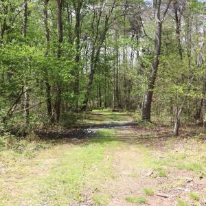 Photo #19 of HAZEL RIVER RD, RIXEYVILLE, VA 31.9 acres