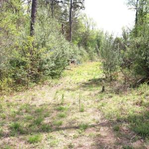 Photo #21 of HAZEL RIVER RD, RIXEYVILLE, VA 31.9 acres