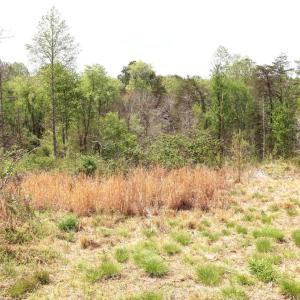 Photo #24 of HAZEL RIVER RD, RIXEYVILLE, VA 31.9 acres