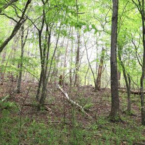 Photo #18 of HAZEL RIVER RD, RIXEYVILLE, VA 31.9 acres