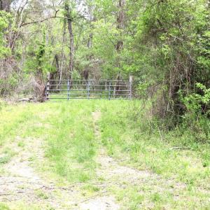 Photo #4 of HAZEL RIVER RD, RIXEYVILLE, VA 31.9 acres