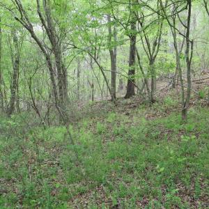 Photo #17 of HAZEL RIVER RD, RIXEYVILLE, VA 31.9 acres