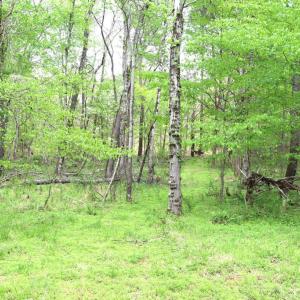 Photo #15 of HAZEL RIVER RD, RIXEYVILLE, VA 31.9 acres