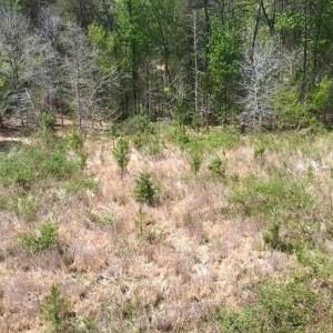 Photo #28 of HAZEL RIVER RD, RIXEYVILLE, VA 31.9 acres