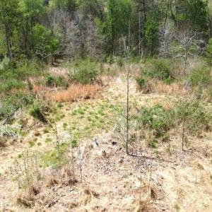 Photo #27 of HAZEL RIVER RD, RIXEYVILLE, VA 31.9 acres