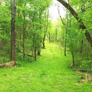 Photo #5 of HAZEL RIVER RD, RIXEYVILLE, VA 31.9 acres