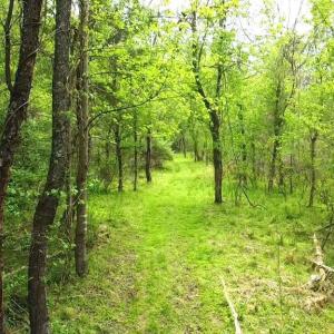 Photo #6 of HAZEL RIVER RD, RIXEYVILLE, VA 31.9 acres