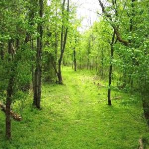 Photo #7 of HAZEL RIVER RD, RIXEYVILLE, VA 31.9 acres