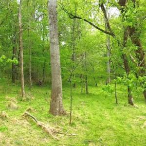 Photo #12 of HAZEL RIVER RD, RIXEYVILLE, VA 31.9 acres